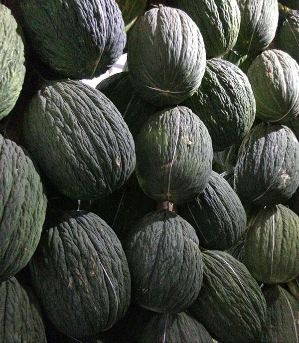 Fruits de melons Assan Bey en stockage