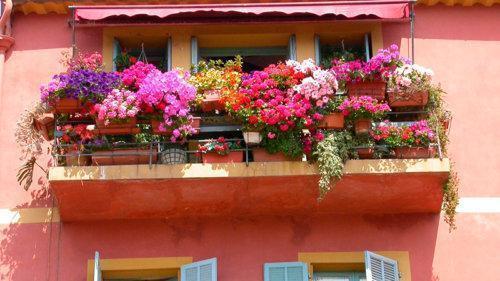 Luxurious balcony with petunias