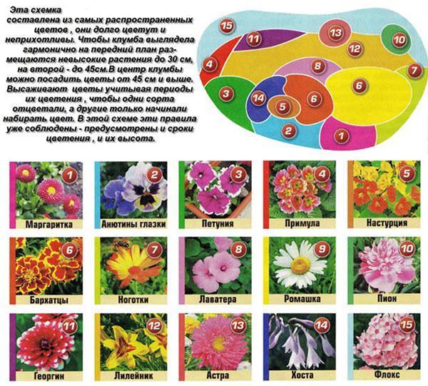 Схемата на цветна леха от обикновени растения