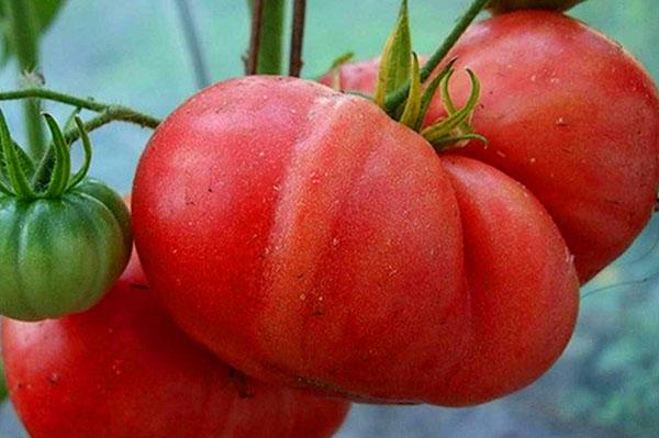 Odroda Raspberry Giant