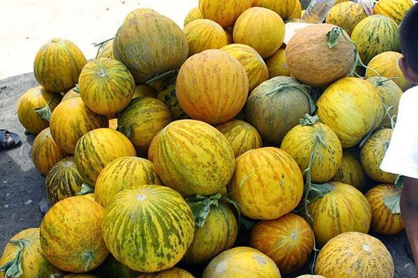 Melon variety Bukharka 944 til salgs