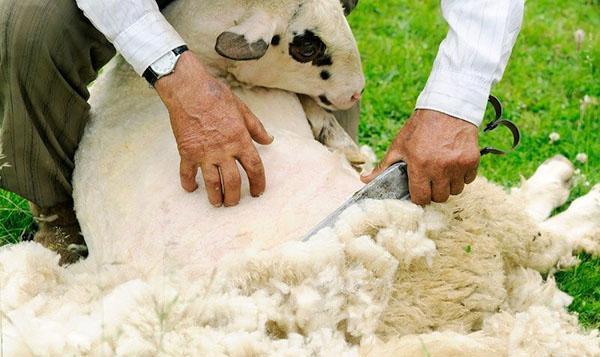 Shearing sheep with scissors