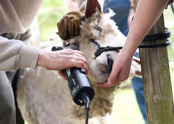 Shearing sheep with a special machine