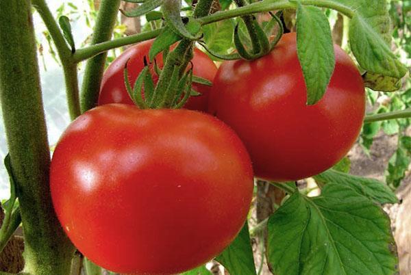 Červen rajčata