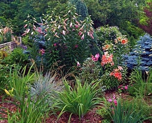 flower bed with lilies and daylilies