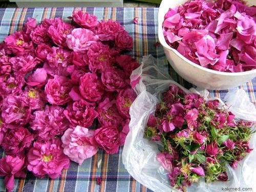 kelopak-kelopak bunga ros
