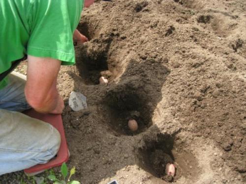 Planter des pommes de terre dans un sol sableux