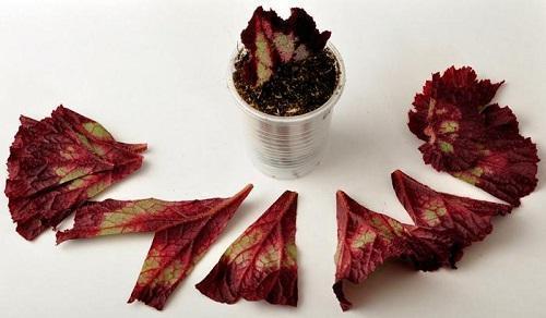 fragmenten van begonia-blad