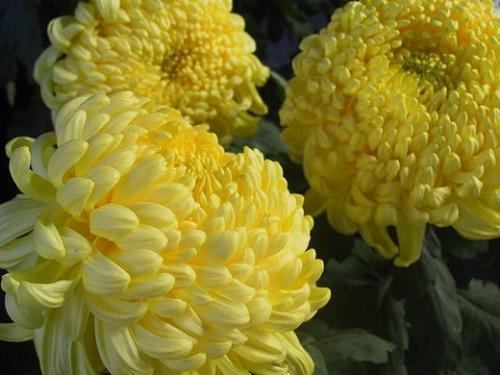 didelė geltona chrizantema