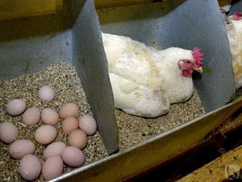 pollo nel nido