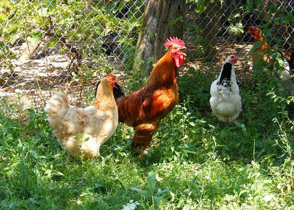 kyllinger i haven