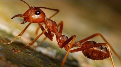 мрав