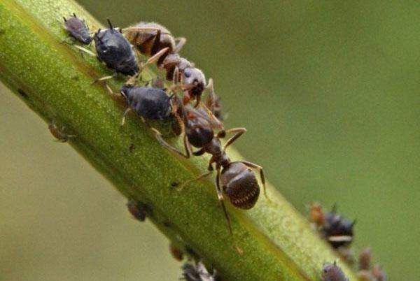 mravenci jedí škůdce