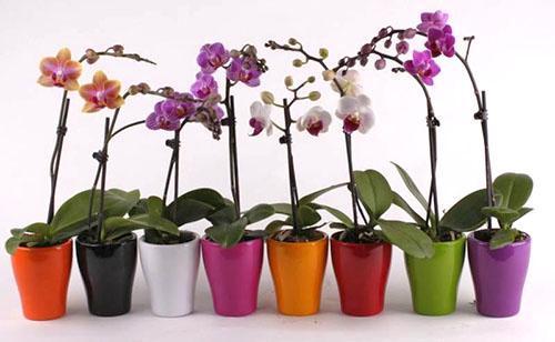 Phalaenopsis orkideleri