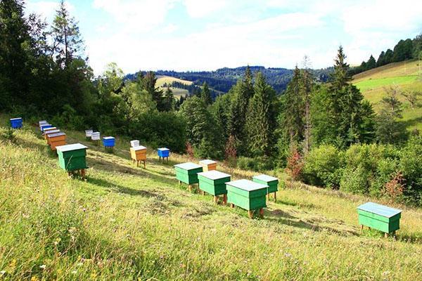 mehiläishoito paikan päällä