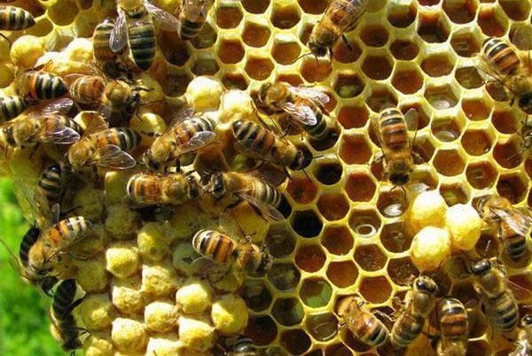 pszczoły robią miód
