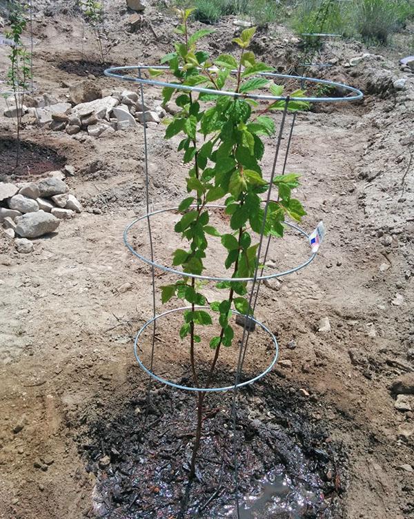sadzenie filcu wiśniowego