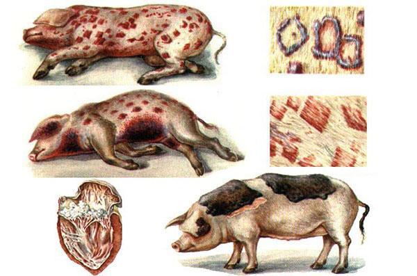 Erysipel bei Schweinen