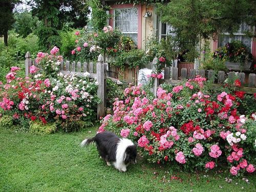 rózsák a kerítés mellett