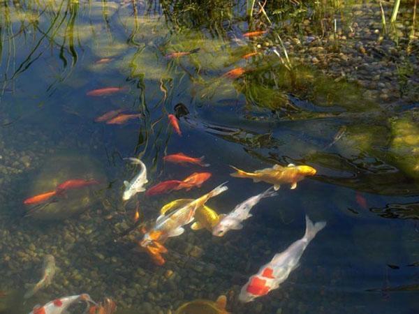 fisk i dammen