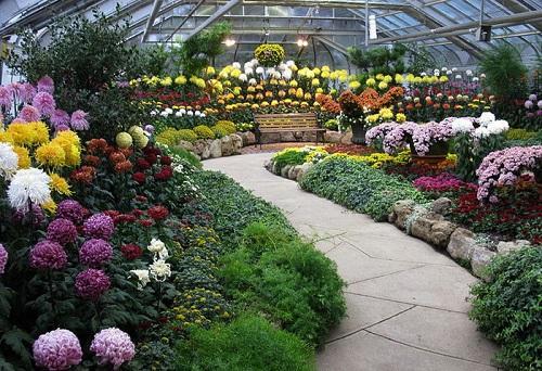 greenhouse with chrysanthemums