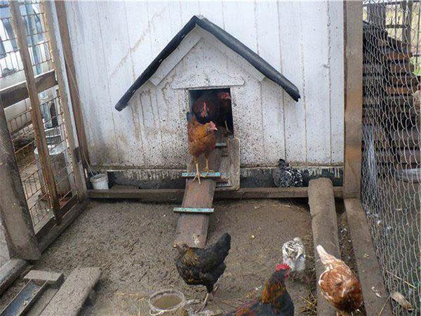 forhold for å holde kyllinger
