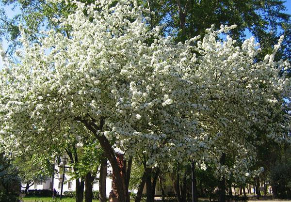 květy třešňového sadu