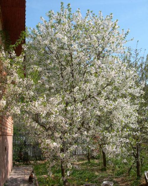 цветови трешње