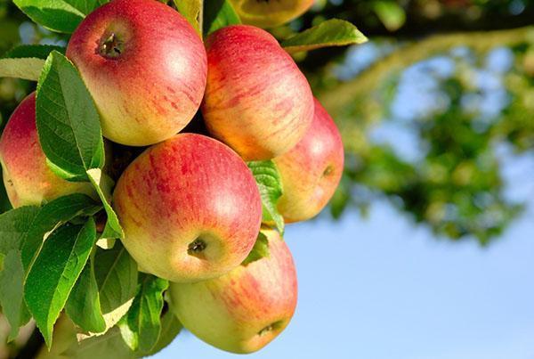 un depozit de vitamine - un măr