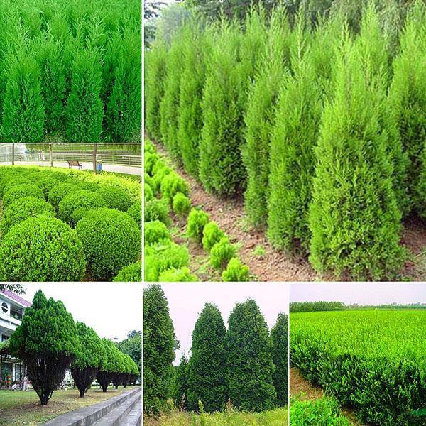 cypress from chinese seeds