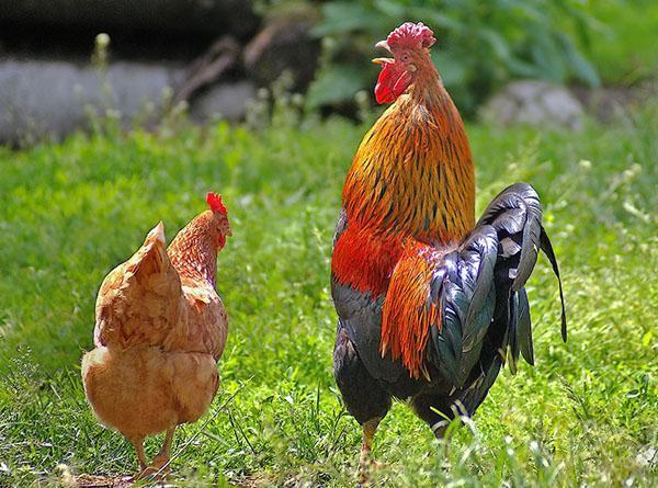 κοτόπουλα στην αυλή