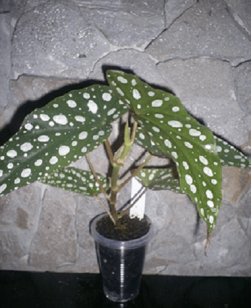 begonia muda