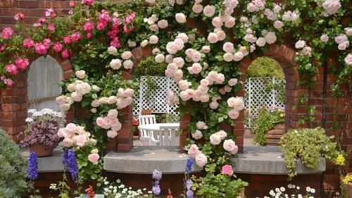 climbing roses on the arch