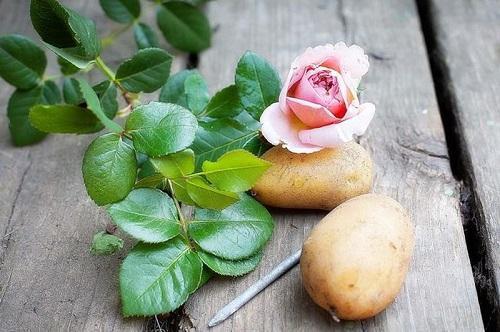 роза и картофи