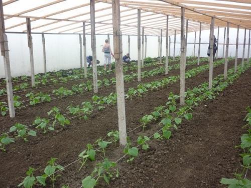 planting seedlings in a greenhouse