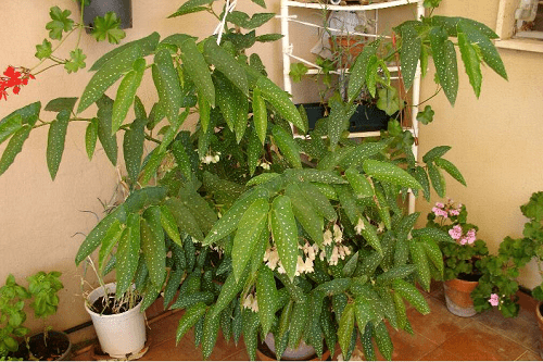 begonia dewasa