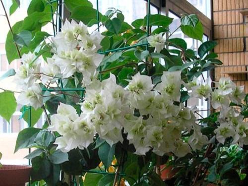 popínavé rastliny biela