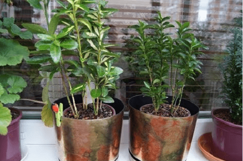 toårige euonymus planter