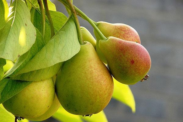 pære i din have