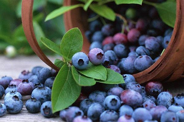buah beri yang sihat dan sedap