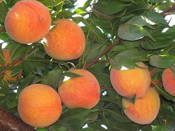pietinis vaisius - persikas