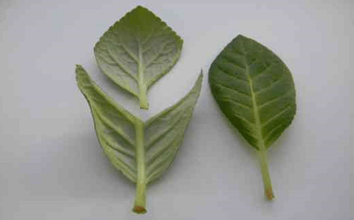 fragment of leaf