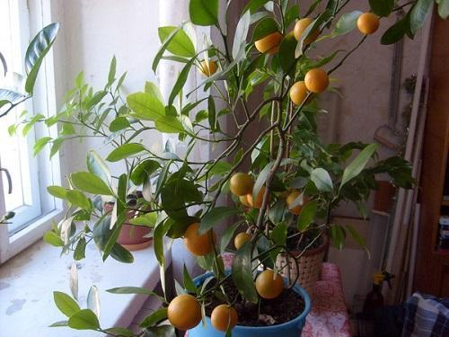 pokok tangerine