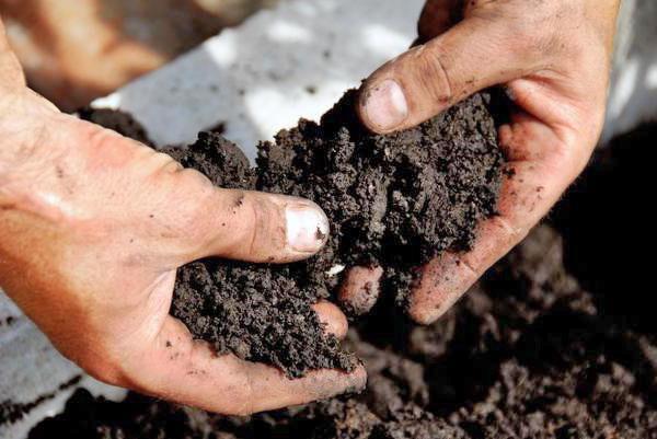 sprawdzenie składu gleby