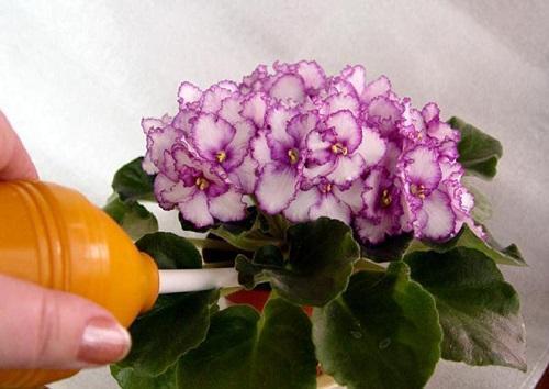 direct irrigation of violets