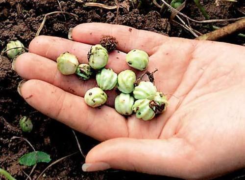 semințe verzi de cățuș
