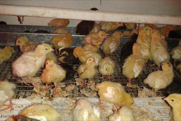 incubator chicks