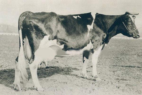 kráva Holstein za 30 let