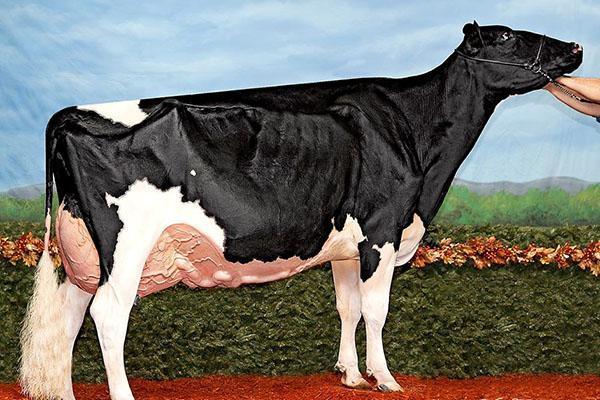 Holsteinská krava v našej dobe