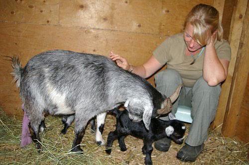 Eine Ziege leckt ein neugeborenes Kind